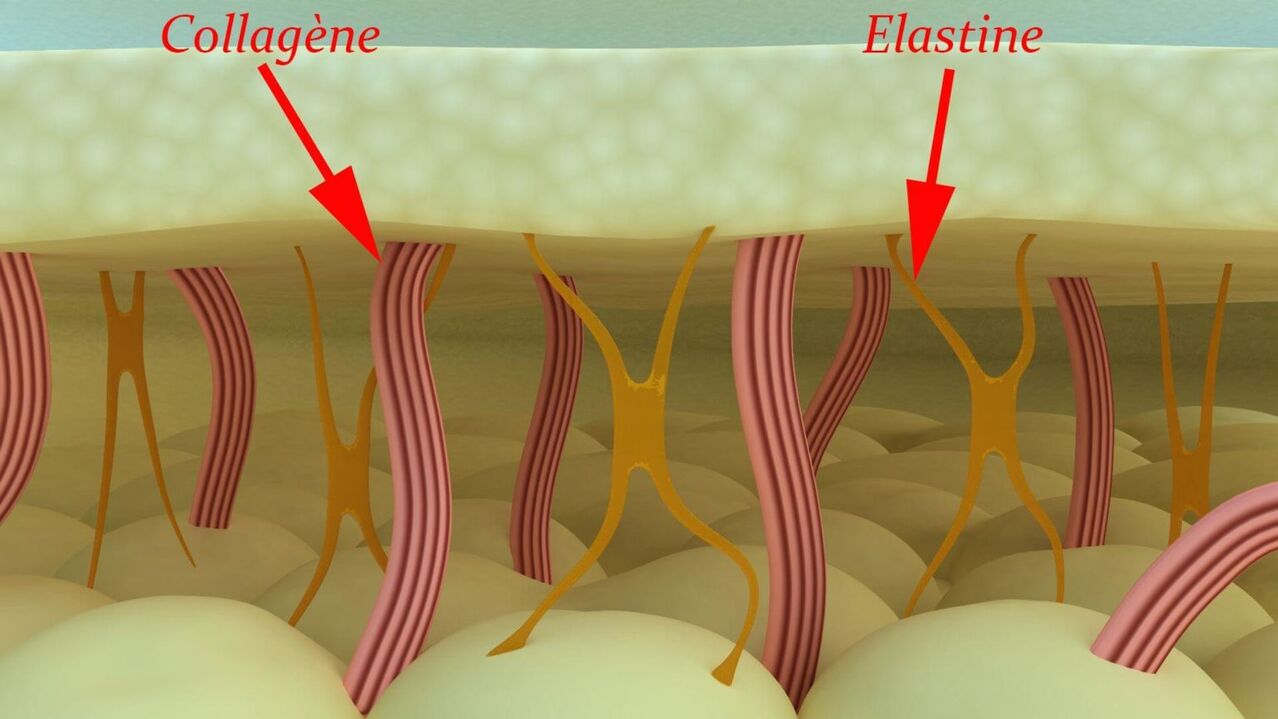 コラーゲンとエラスチン-皮膚の構造タンパク質